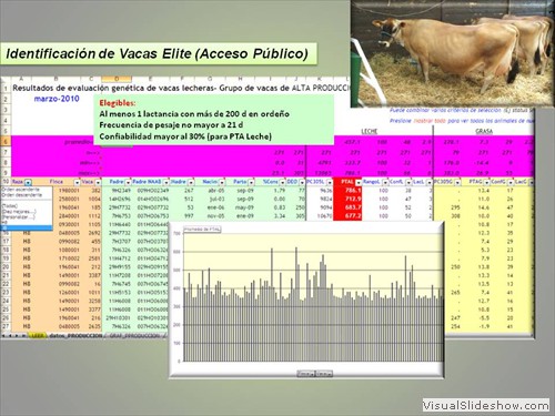 IDENTIFICACION DE VACAS ELITE 