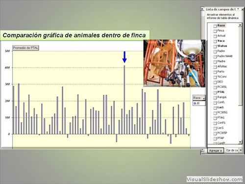 COMPARACION GRAFICA DE VACA Y TOROS DENTRO DE HATO