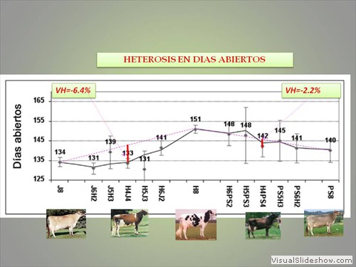  HETEROSIS EN CRUCES LECHEROS (DIAS ABIERTOS)