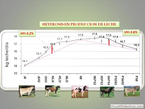 HETEROSIS EN CRUCES LECHEROS (KG LECHE DIA)