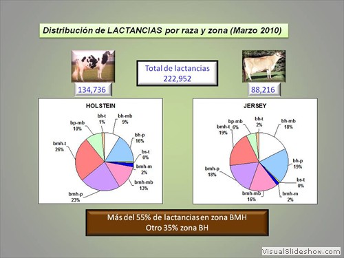 DISTRIBUCION DE RAZAS POR ZONA